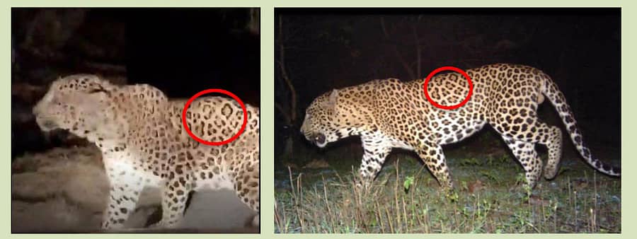 ನೇಚರ್ ಕನ್ಸರ್ವೇಷನ್ ಫೌಂಡೇಷನ್ 2015 ಮತ್ತು 2017ರಲ್ಲಿ ನಡೆಸಿದ ಕ್ಯಾಮೆರಾ ಟ್ರ್ಯಾಪ್ನಲ್ಲಿ ಸೆರೆಯಾಗಿದ್ದ ಚಿರತೆಯ ದೇಹದ ಚುಕ್ಕೆಗಳೊಂದಿಗೆ ವೈರಲ್ ಆದ ವಿಡಿಯೊದಲ್ಲಿದ್ದ ಚಿರತೆಯನ್ನು ಹೋಲಿಸಿ ನೋಡಿದಾಗ ಎರಡೂ ಒಂದೇ ಚಿರತೆ ಎಂದು ಕಂಡು ಬಂದಿದೆ. ಇದರ ವಯಸ್ಸು ಸುಮಾರು 6 ವರ್ಷ ಎಂದು ಅಂದಾಜು ಮಾಡಲಾಗಿದೆ.