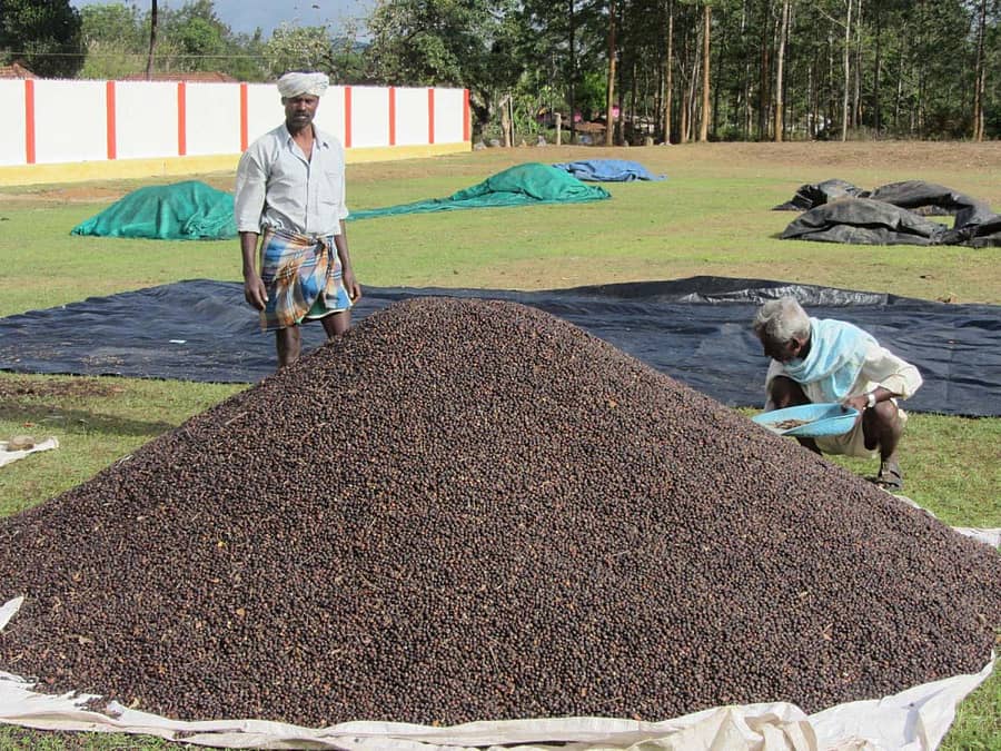 ಒಣಗಿರುವ ಕಾಫಿ