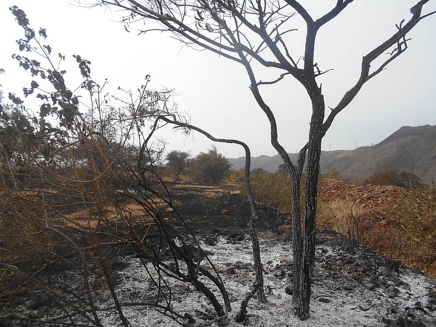 ಡಂಬಳ ಸಮೀಪದ ಡೋಣಿ ಗ್ರಾಮ ವ್ಯಾಪ್ತಿಯ ಹಳೇಮಠ ಪ್ರದೇಶದಲ್ಲಿ ಕಪ್ಪತ್ತಗುಡ್ಡದ ಅರಣ್ಯ ಪ್ರದೇಶಕ್ಕೆ ಮಂಗಳವಾರ ರಾತ್ರಿ ಬೆಂಕಿ ತಗುಲಿ, ಸುಟ್ಟು ಕರಕಲಾಗಿರುವ ಗಿಡ