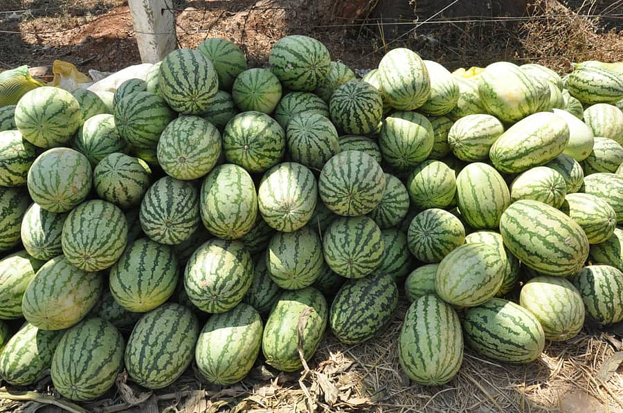 ಚಾಮರಾಜನಗರ ಮಾರುಕಟ್ಟೆಯಲ್ಲಿ ಮಾರಾಟಕ್ಕಿಟ್ಟಿರುವ ಕಲ್ಲಂಗಡಿಹಣ್ಣು