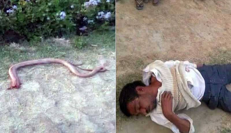 ಹಾವು ಕಚ್ಚಿತೆಂದು ಅದರ ಹೆಡೆಯನ್ನೇ ತಿಂದ!