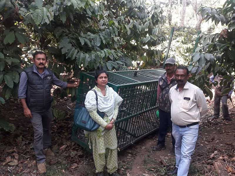 ಸಿದ್ದಾಪುರ ಸಮೀಪದ ಎಮ್ಮೆಗುಂಡಿ ಕಾಫಿ ತೋಟದಲ್ಲಿ ಹುಲಿ ಸೆರೆಹಿಡಿಯಲು ಬೋನು ಅಳವಡಿಸಿದ್ದ ದೃಶ್ಯ