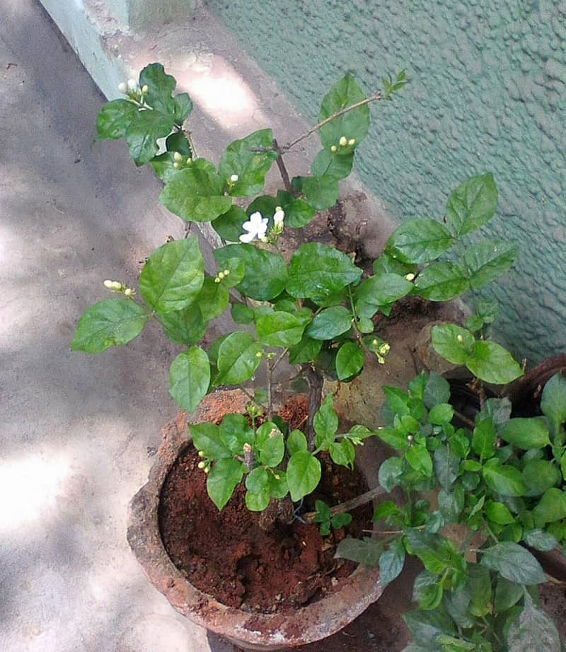 ಮಲ್ಲಿಗೆ ಗಿಡ