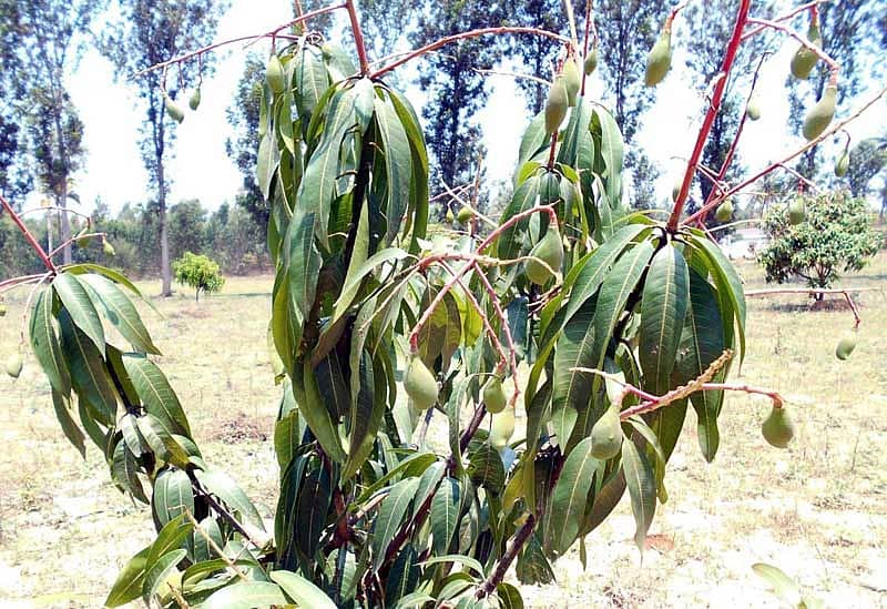 ಕೋಲಾರ ಜಿಲ್ಲೆ ಶ್ರೀನಿವಾಸಪುರ ತಾಲ್ಲೂಕಿನ ಮಾವಿನ ತೋಪಿನ ಮರಗಳಲ್ಲಿ ಕಾಯಿ ಕಟ್ಟಿರುವುದು