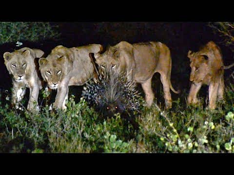 7 ಸಿಂಹಗಳನ್ನು ಬೆದರಿಸಿದ 1 ಮುಳ್ಳುಹಂದಿ