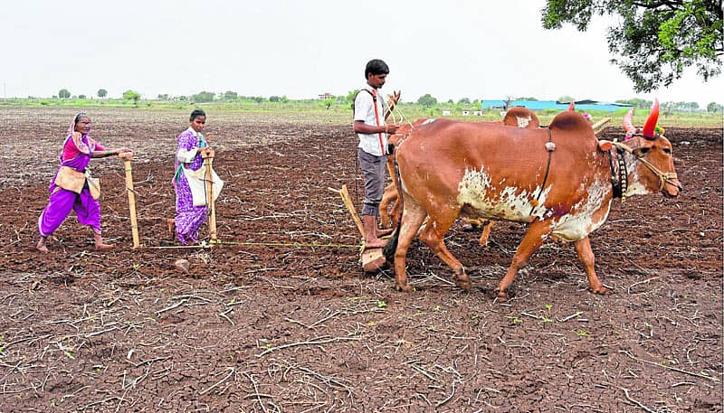 ಕೃಷಿ ಸಾಲ ಮನ್ನಾ ಎನ್ನುವ ರಾಜಕೀಯ...