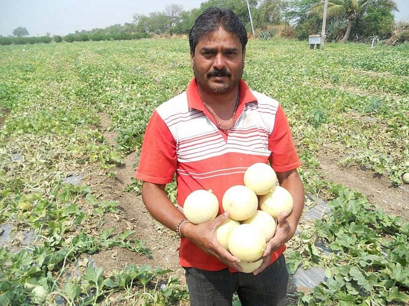 ಸೋಲಬಣ್ಣ ಮತ್ತು ಕರಬೂಜಗಳು
