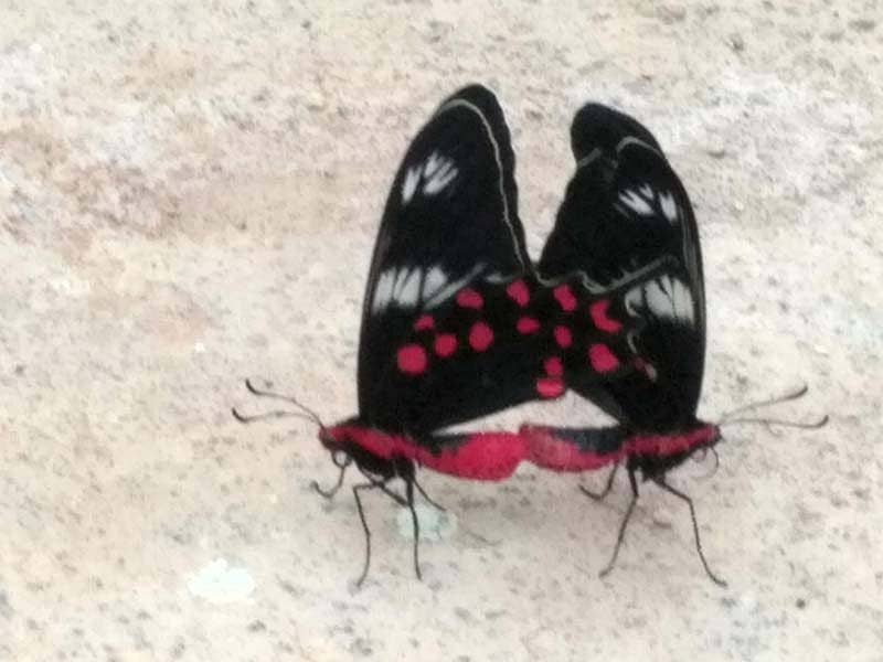ಬಣ್ಣದ ಚಿಟ್ಟೆಗಳನ್ನು ನೋಡಲು ಬನ್ನಿ