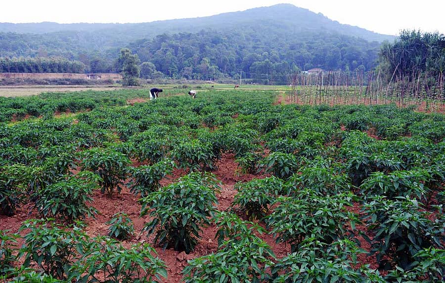 ಮಲೆನಾಡಿನ ಮಡಿಲಲ್ಲಿ ಮೆಣಸಿನಕಾಯಿ ಕೃಷಿ