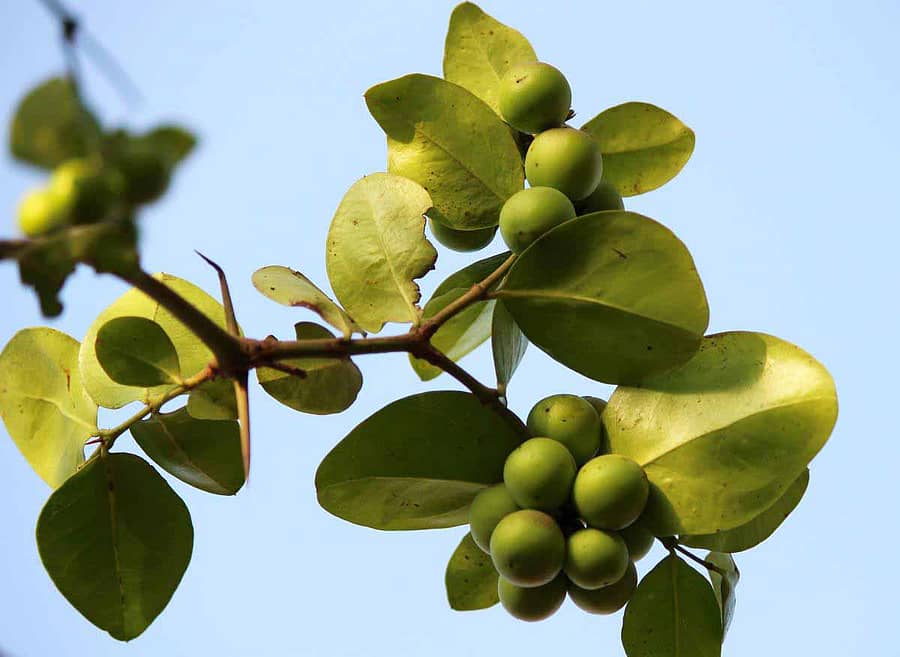 ಕಾಡುವ ಕವಳಿ ಹಣ್ಣು...