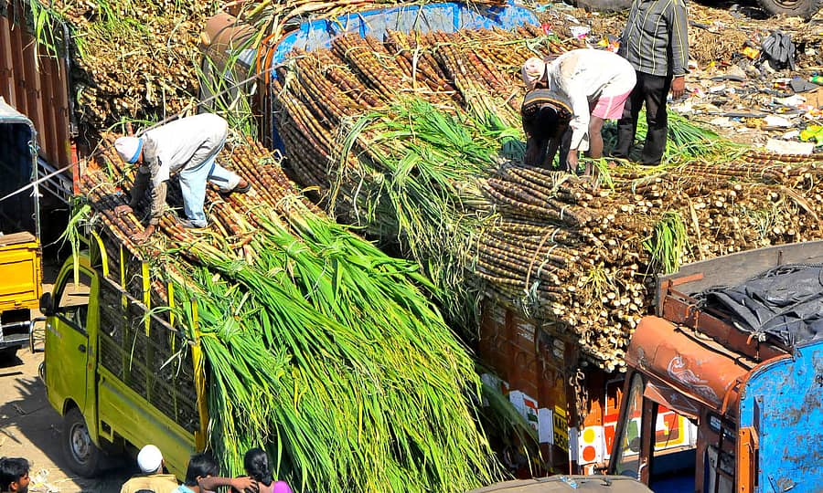 ಕಬ್ಬು ಬೆಲೆ ನಿಗದಿಗೆ ಆಸ್ಟ್ರೇಲಿಯಾ ಮಾದರಿ