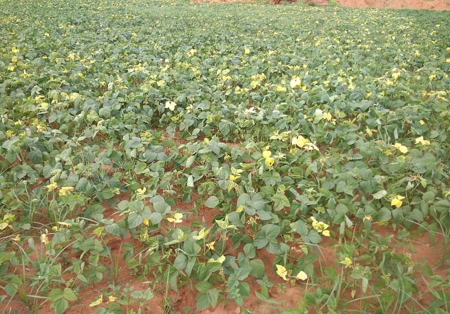 ಹಳದಿ ಬಣ್ಣಕ್ಕೆ ತಿರುಗಿರುವ ಹೆಸರು ಬೆಳೆ