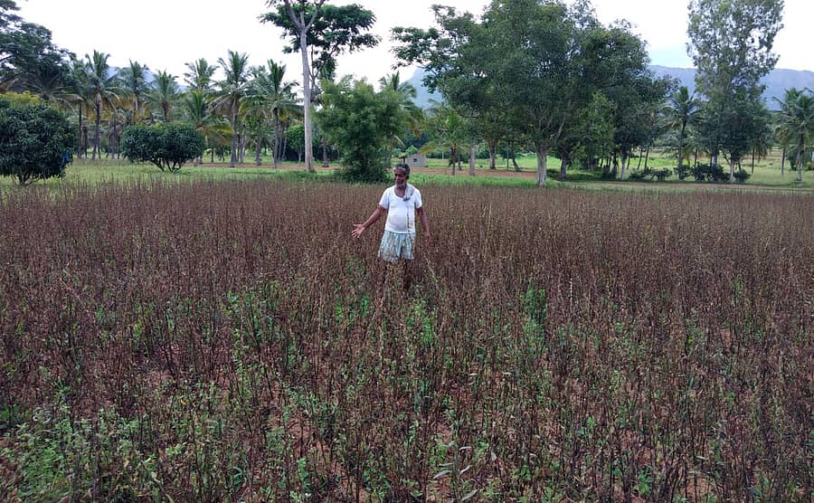 ಚನ್ನಪಟ್ಟಣ ತಾಲ್ಲೂಕಿನ ಹೊನ್ನಿಗನಹಳ್ಳಿ ಗ್ರಾಮದಲ್ಲಿ ಕರಿಎಳ್ಳು ಬೆಳೆ ರೋಗಕ್ಕೆ ತುತ್ತಾಗಿರುವುದು