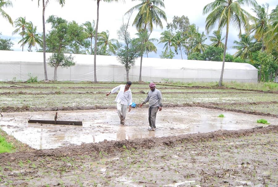 ಮಂಡ್ಯದ ಹೊರವಲಯದಲ್ಲಿ ರೈತರು ಭತ್ತದ ಗದ್ದೆ ಹಸನು ಮಾಡುತ್ತಿರುವುದು