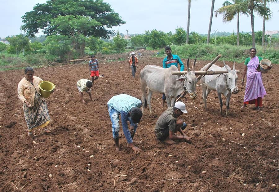 ಹಾಸನ ತಾಲ್ಲೂಕಿನಲ್ಲಿ ರಾಗಿ ಬಿತ್ತನೆಗೆ ಭೂಮಿ ಹದ ಮಾಡುತ್ತಿರುವ ದೃಶ್ಯ.