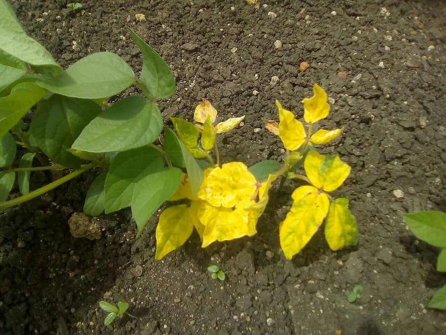 ಹೆಸರು ಬೆಳೆಗೆ ರೋಗ ತಗುಲಿರುವುದು