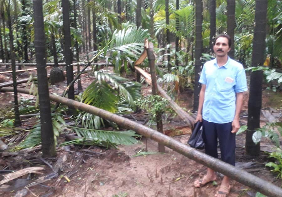 24ಕೊಪ್ಪ1 : ಕೊಪ್ಪ ತಾಲ್ಲೂಕಿನ ಹರಿಹರಪುರದ ಕೃಷಿಕ ದೇವಮೂರ್ತಿ ಅವರ ಅಸಗೋಡು ಗಣಪತಿ ಕಟ್ಟೆಯ ತೋಟದಲ್ಲಿ ಮಳೆ ಬಿರುಗಾಳಿಗೆ ಸಿಕ್ಕಿ ಧರೆಗುರುಳಿರುವ ಅಡಿಕೆ ಗಿಡಗಳು.