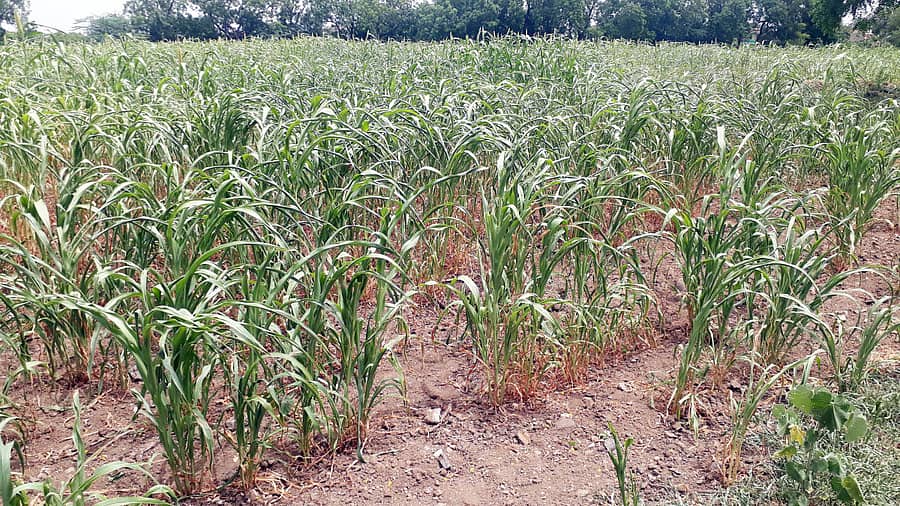 ಹೊರ್ತಿ ಬಳಿ ಒಣಗುತ್ತಿರುವ ಸಜ್ಜೆ ಬೆಳೆ