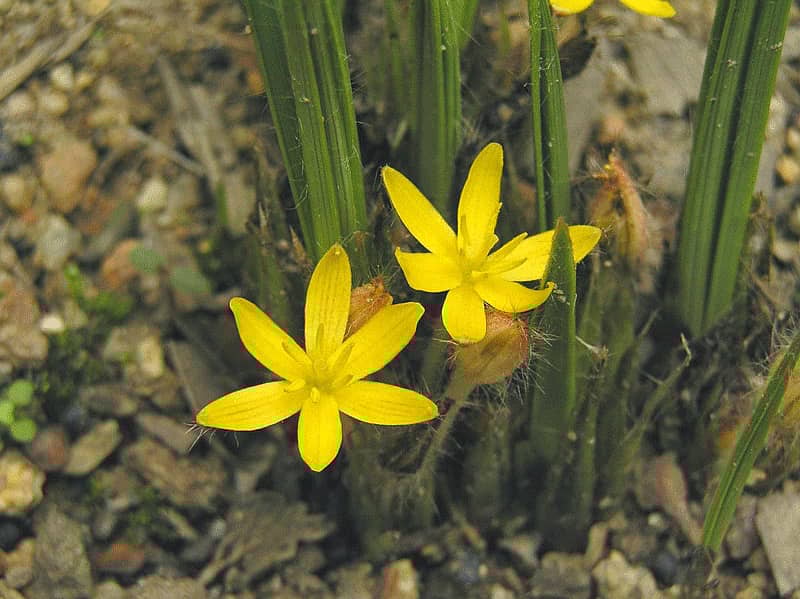 ನೆಲತೆಂಗು