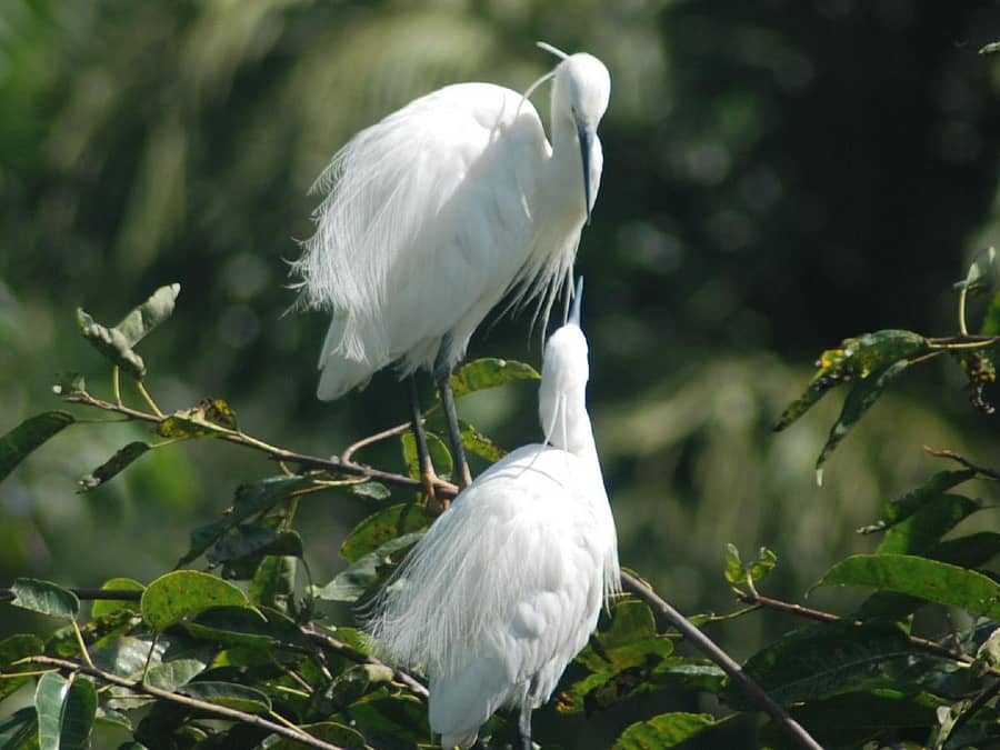 ನಾಪೋಕ್ಲುವಿನ ಅಪ್ಪಚ್ಚಕವಿ ರಸ್ತೆಯ ಬದಿಯಲ್ಲಿ ಮರಗಳಲ್ಲಿ ಸಂಭ್ರಮಿಸುವ ಬೆಳ್ಳಕ್ಕಿಗಳು.