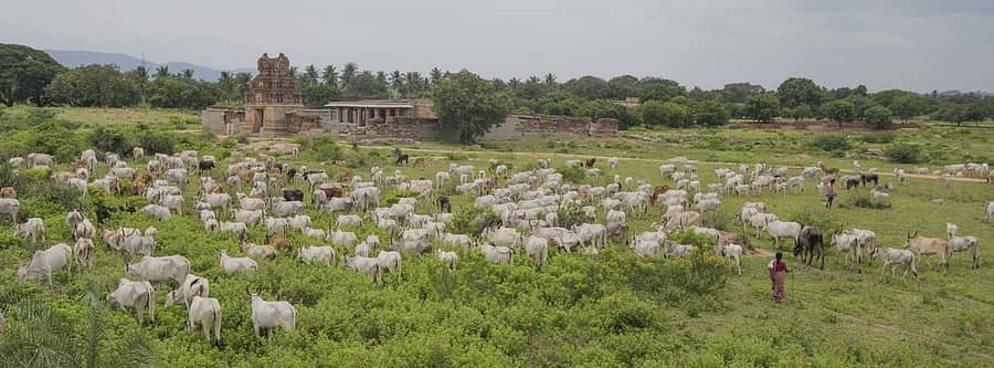 ಹಂಪಿಯ ಹುಲ್ಲುಗಾವಲು ಪ್ರದೇಶದಲ್ಲಿ ಮೇಯುತ್ತಿರುವ ನೂರಾರು ದನ, ಕರುಗಳು