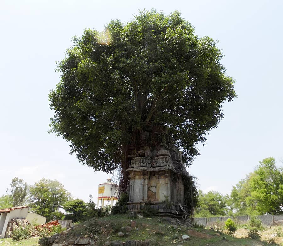 ಹಳೇಬೀಡು ಸಮೀಪದ ಯಲಹಂಕ ಗ್ರಾಮದಲ್ಲಿ ಹೊಯ್ಸಳರ ಕಾಲದ ಚನ್ನಕೇಶವ ದೇವಾಲಯದ ಸ್ಮಾರಕದ ಮೇಲೆ ಆಲದ ಮರ ಬೆಳೆದು ನಿಂತಿದೆ