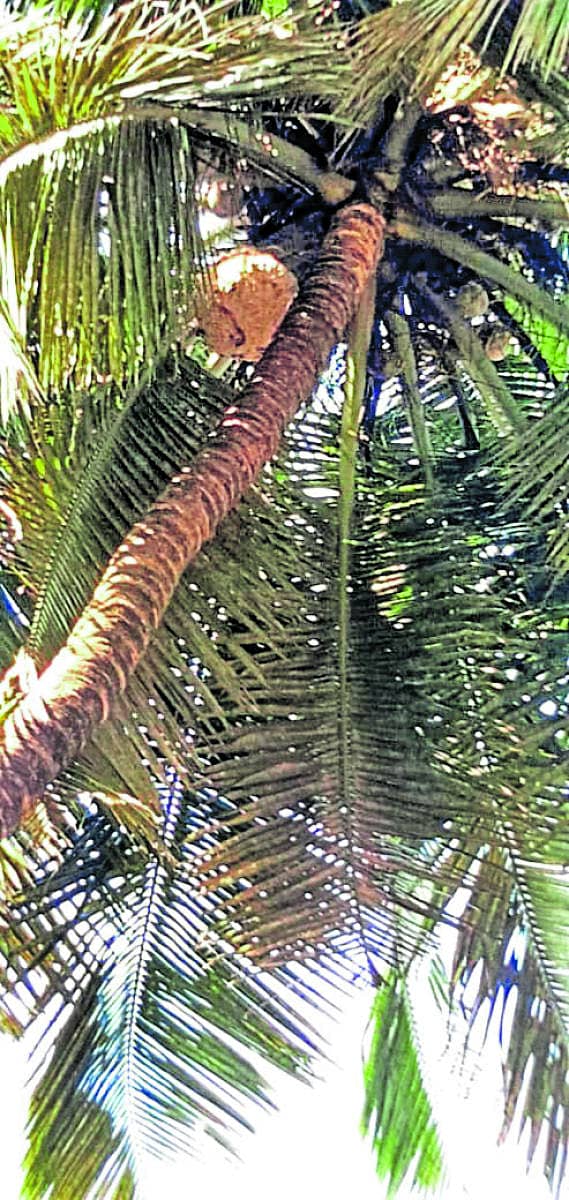 ತೆಂಗಿನಮರದಲ್ಲಿದ್ದ ಕಣಜದ ಗೂಡು