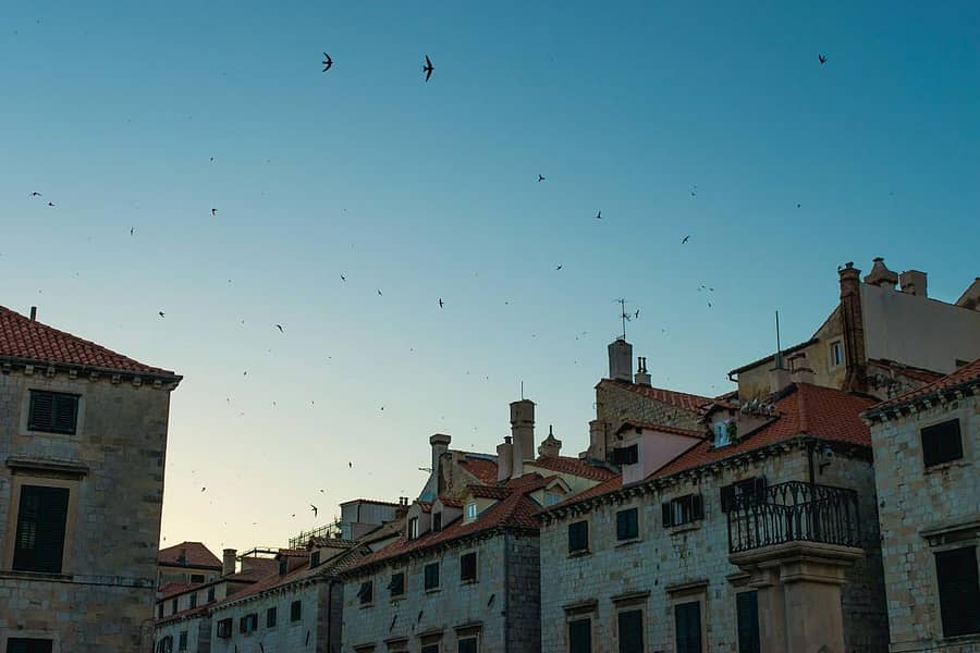 ಸ್ಟ್ರಾಡನ್‌ನ ಸಂಜೆಯಲ್ಲಿ ಗೂಡಿಗೆ ಮರಳುತ್ತಿರುವ ಹಕ್ಕಿಗಳು