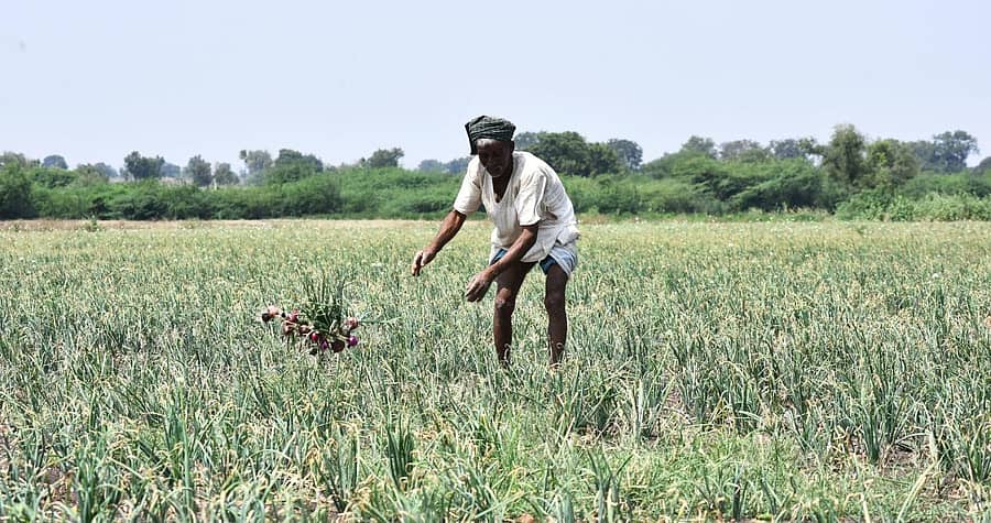ಹುಬ್ಬಳ್ಳಿ ತಾಲ್ಲೂಕಿನ ಬ್ಯಾಹಟ್ಟಿ– ಸುಳ್ಳ ರಸ್ತೆಯ ಹೊಲದಲ್ಲಿ ರೈತ ಚೆನ್ನಪ್ಪ ಅವರು ಮಳೆ ಕೊರತೆಯಿಂದ ಸರಿಯಾಗಿ ಬೆಳವಣಿಗೆಯಾಗದ ಉಳ್ಳಾಗಡ್ಡಿಯನ್ನು ಕಿತ್ತು ಹಾಕಿದರು ಪ್ರಜಾವಾಣಿ ಚಿತ್ರ: ತಾಜುದ್ದೀನ್ ಆಜಾದ್