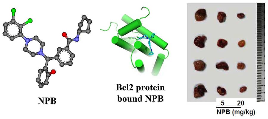 ಪ್ರೊ.ಕೆ.ಎಸ್.ರಂಗಪ್ಪ ಹಾಗೂ ಪ್ರೊ.ಪೀಟರ್ ಇ.ಲಾಬಿ ಸಂಶೋಧಿಸಿರುವ ಕ್ಯಾನ್ಸರ್ ಔಷಧ (ಮೊದಲ ಚಿತ್ರ), ಬಿಎಡಿ ಪ್ರೋಟೀನ್ (ಎರಡನೇ ಚಿತ್ರ), ಔಷಧಿ ಕೊಟ್ಟ ಬಳಿಕ ಕ್ಯಾನ್ಸರ್ ಗಡ್ಡೆ ಸಂಕುಚಿತಗೊಂಡಿರುವುದು (ಮೂರನೇ ಚಿತ್ರ)