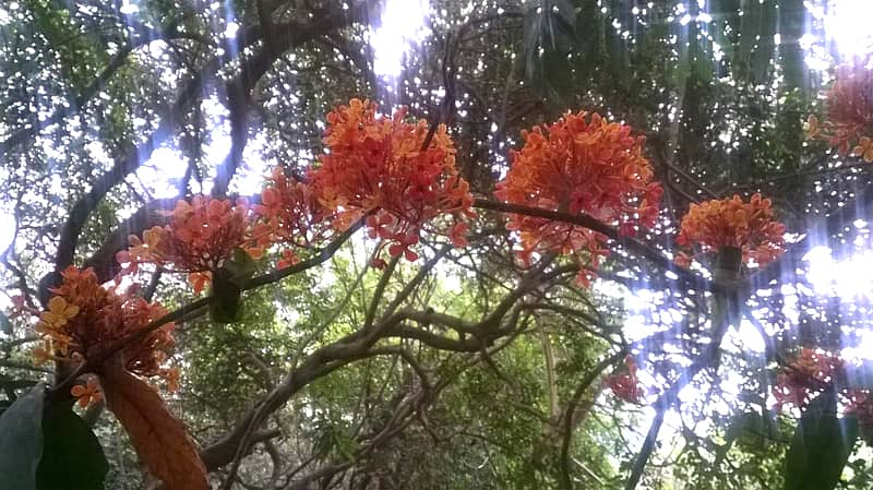 ಅಶೋಕಪುಷ್ಪ