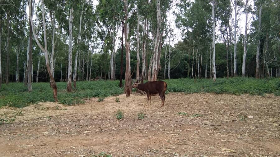 ಶಿವಮೊಗ್ಗ ಅರಣ್ಯ ಪ್ರದೇಶ– ಸಾಂದರ್ಭಿಕ ಚಿತ್ರ