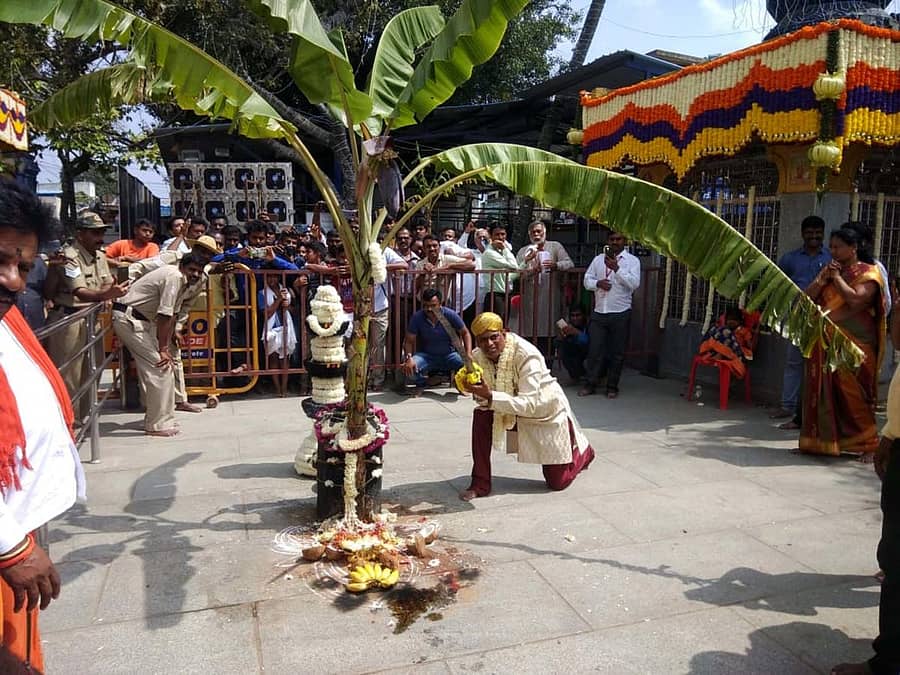 ತಳವಾರ ವಂಶದ ನಂಜರಾಜ್ ಅರಸ್ ಅವರು ಬಾಳೆ ಕಂದು ಕಡಿಯುವ ಮೂಲಕ ಹಾಸನಾಂಬೆ ಬಾಗಿಲು ತೆರೆಯಲು ಅನುವು ಮಾಡಿಕೊಟ್ಟರು.