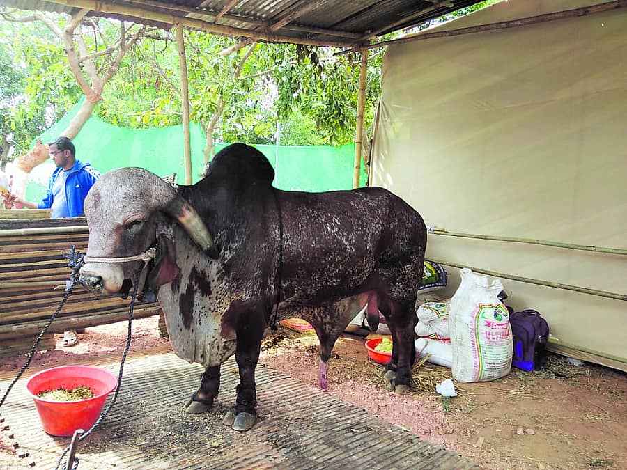ಗಿರ್‌ ತಳಿಯ ಹೋರಿ ’ಪರಮೇಶ್ವರ’