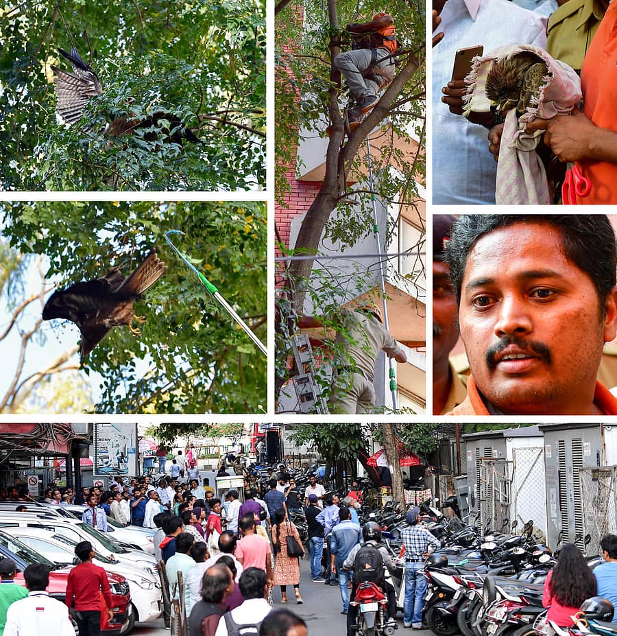 ಎಂ.ಜಿ.ರಸ್ತೆಯ ಬದಿಯಲ್ಲಿ ಮರವೊಂದರಲ್ಲಿ ಸಿಲುಕಿದ್ದ ಹದ್ದನ್ನು ವೀರಬಾಬು ಅವರು ರಕ್ಷಣೆ ಮಾಡಿದರು. ಈ ದೃಶ್ಯವನ್ನು ನೂರಾರು ಮಂದಿ ವೀಕ್ಷಿಸಿದರು –ಪ್ರಜಾವಾಣಿ ಚಿತ್ರ: ಆನಂದ್ ಬಕ್ಷಿ