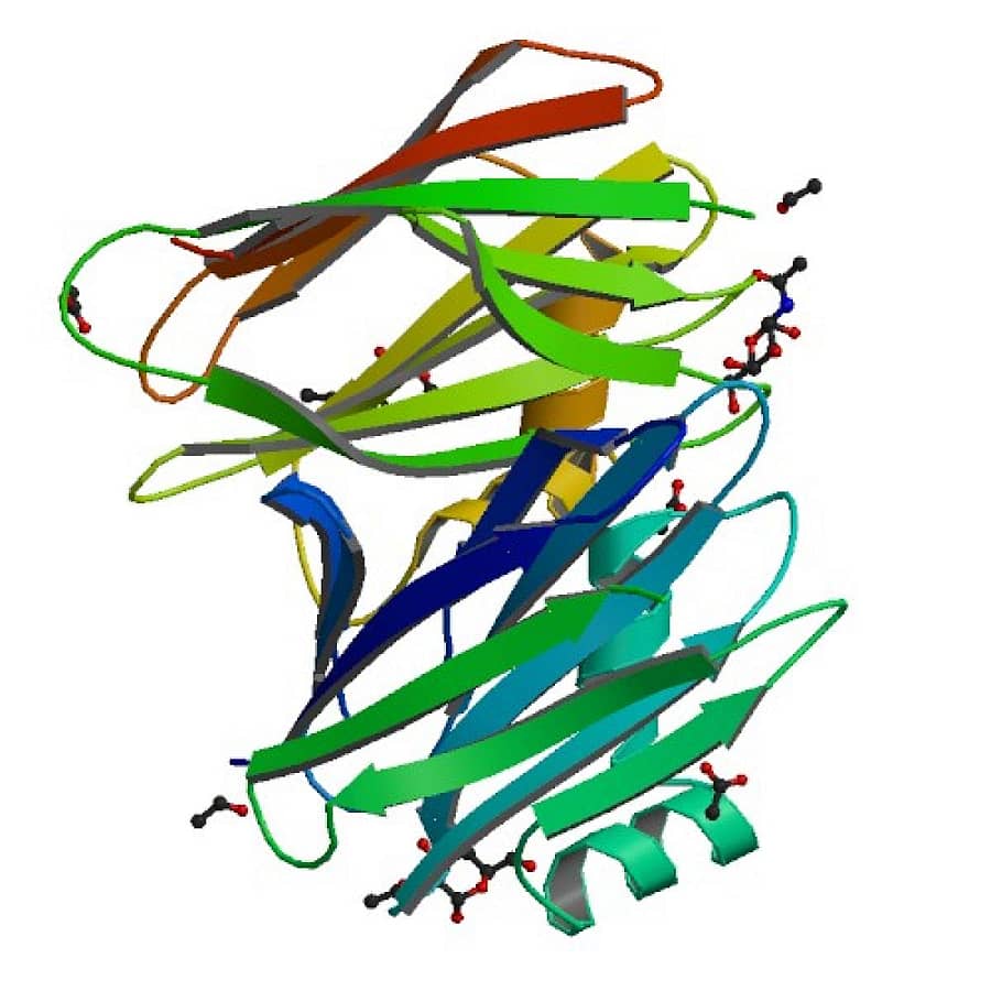 ರಿಕಾಂಬಿನೆಂಟ್ ಲೆಕ್ಟಿನ್ಸ್ನ ರಾಸಾಯನಿಕ ಸ್ವರೂಪ