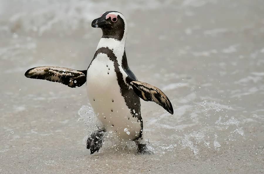 ಹಂಬೋಲ್ಟ್‌ ಪೆಂಗ್ವಿನ್‌