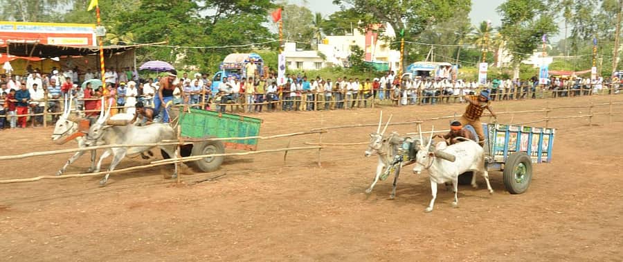 ಮಂಡ್ಯದ ಹೊರವಲಯದಲ್ಲಿ ಶನಿವಾರ ನಡೆದ ರಾಜ್ಯಮಟ್ಟದ ಎತ್ತಿನಗಾಡಿ ಓಟ ಸ್ಪರ್ಧೆಯಲ್ಲಿ ಗುರಿ ಮುಟ್ಟಲು ಓಡುತ್ತಿರುವ ಎತ್ತುಗಳು