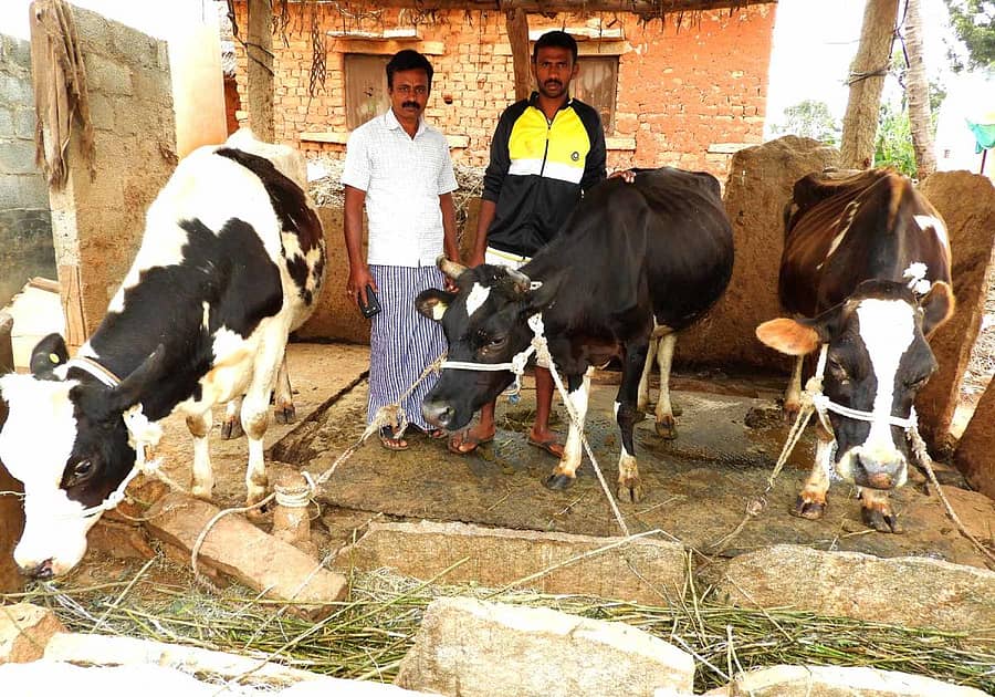 ವಿಜಯಪುರ ಹೋಬಳಿ ತಿಮ್ಮನಹಳ್ಳಿ ಗ್ರಾಮದಲ್ಲಿ ಕಾಲುಬಾಯಿ ಜ್ವರಕ್ಕೆ ತುತ್ತಾಗಿರುವ ರಾಸುಗಳನ್ನು ತೋರಿಸುತ್ತಿರುವ ರೈತರು
