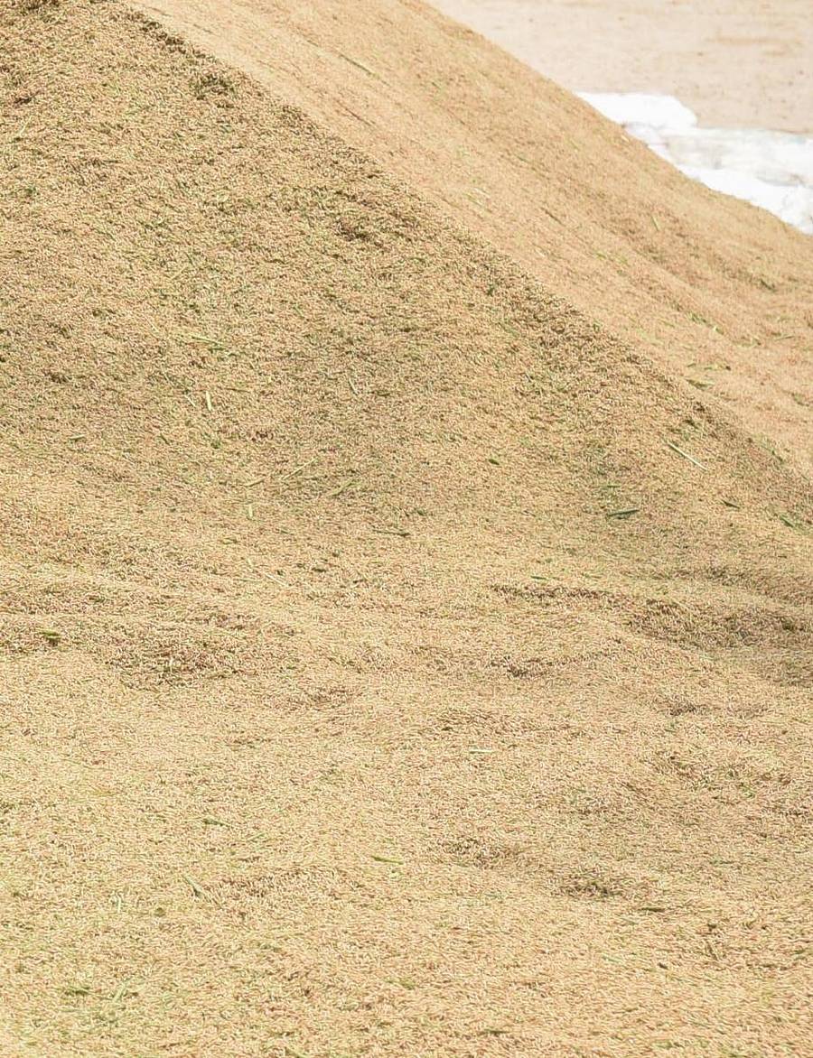 ಮಾರಾಟಕ್ಕೆ ಸಿದ್ಧವಾದ ಭತ್ತ (ಸಂಗ್ರಹ ಚಿತ್ರ).