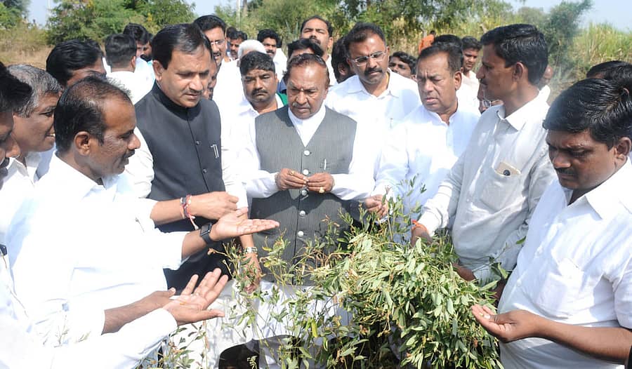 ಹುಮನಾಬಾದ್ ತಾಲ್ಲೂಕಿನ ಹಳ್ಳಿಖೇಡ(ಬಿ) ಸಮೀಪದ ರೈತ ಪ್ರವೀಣ ಅವರ ಹೊಲದಲ್ಲಿ ತೊಗರಿ ಬೆಳೆ ವೀಕ್ಷಿಸಿದ ಬಿಜೆಪಿ ಬರ ಅಧ್ಯಯನ ತಂಡ. ಕೆ.ಎಸ್.ಈಶ್ವರಪ್ಪ, ರವಿಕುಮಾರ, ಭಗವಂತ ಖೂಬಾ, ಬಾಬುರಾವ್ ಚವ್ಹಾಣ, ದತ್ತಾತ್ತ್ರೇಯ ಪಾಟೀಲ ರೇವೂರ, ಬಸವರಾಜ ಮತ್ತಿಮೋಡ, ಶೈಲೇಂದ್ರ ಬೆಲ್ದಾಳೆ ಇದ್ದಾರೆ