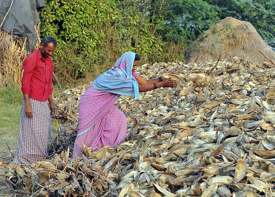 ಹಾವೇರಿ ತಾಲ್ಲೂಕಿನ ನಾಗನೂರಿನ ಬಳಿ ರೈತ ಕುಟುಂಬವೊಂದು ಗೋವಿನಜೋಳದ ತೆನೆಯನ್ನು ರಾಶಿ ಮಾಡಿರುವುದು –ಪ್ರಜಾವಾಣಿ ಚಿತ್ರ: ನಾಗೇಶ ಬಾರ್ಕಿ