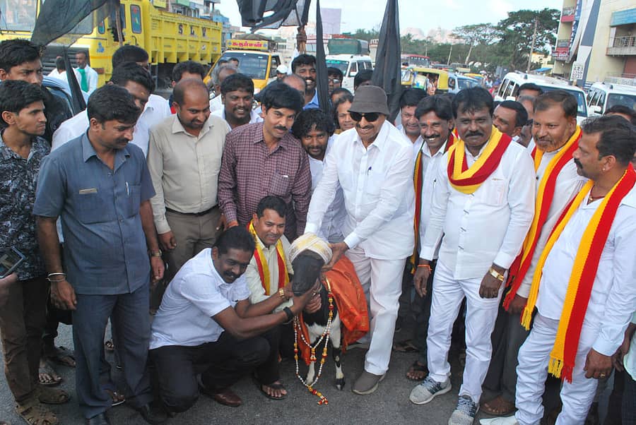 ಕನ್ನಡಪರ ಸಂಘಟನೆಗಳ ಪದಾಧಿಕಾರಿಗಳು ಐಜೂರು ವೃತ್ತದಲ್ಲಿ ಮೇಕೆಗೆ ಸನ್ಮಾನ ಮಾಡಿ ಪ್ರತಿಭಟನೆ ನಡೆಸಿದರು