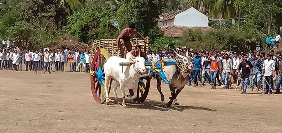 ಕುಶಾಲನಗರ ತಾಲ್ಲೂಕಿನ ಹೆಬ್ಬಾಲೆ ಗ್ರಾಮದಲ್ಲಿ ನಡೆದ ಎತ್ತಿನಗಾಡಿ ಓಟದ ಸ್ಪರ್ಧೆಯಲ್ಲಿ ಪಾಲ್ಗೊಂಡಿದ್ದ ಎತ್ತಿನಗಾಡಿಗಳ ಸೆಣಸಾಟದ ದೃಶ್ಯಗಳಿವು...
