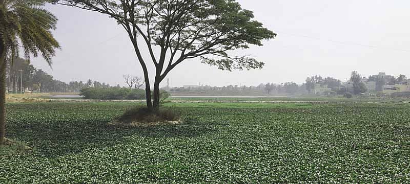 ಅಮೃತಹಳ್ಳಿ ಕೆರೆಯನ್ನು ಆವರಿಸಿರುವ ಕಳೆಗಿಡಗಳು