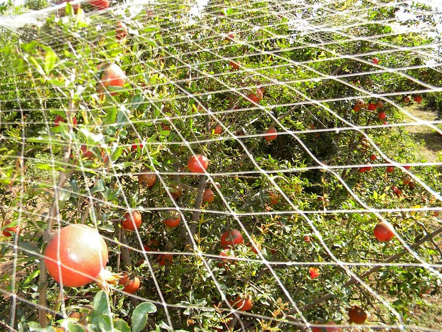 ದಾಳಿಂಬೆ ಗಿಡದ ರಕ್ಷಣೆಗೆ ಬಲೆ ಅಳವಡಿಸಿರುವ ದೃಶ್ಯ
