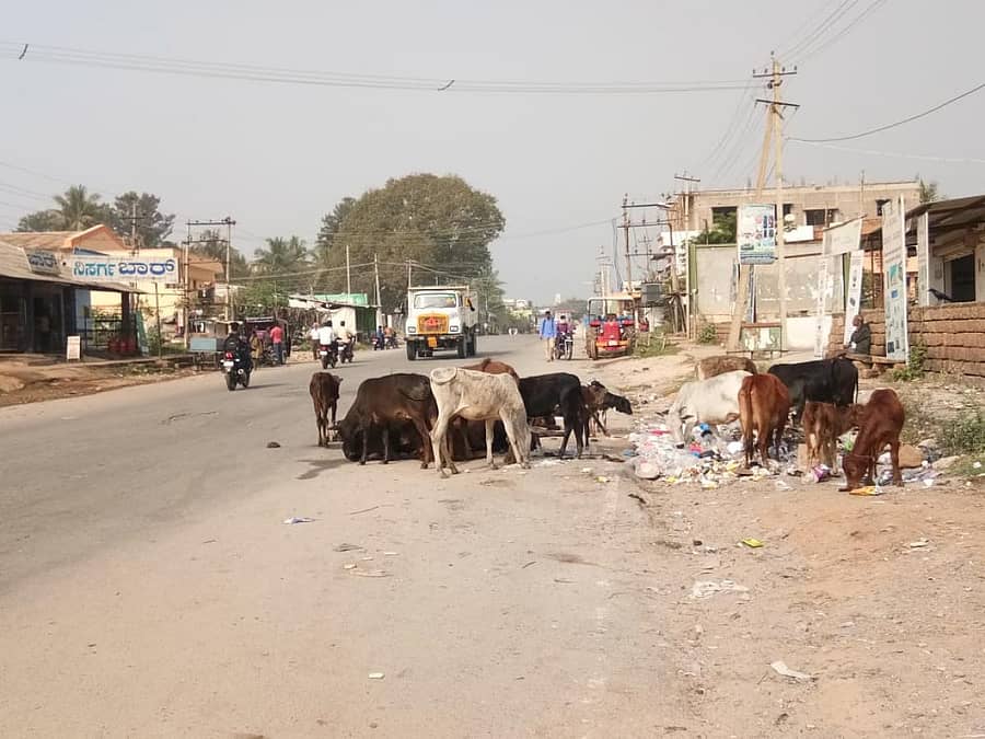 ಕಸದ ನಡುವೆ ರಸಹುಡುಕುತ್ತಿರುವ ಹಸುಗಳು.