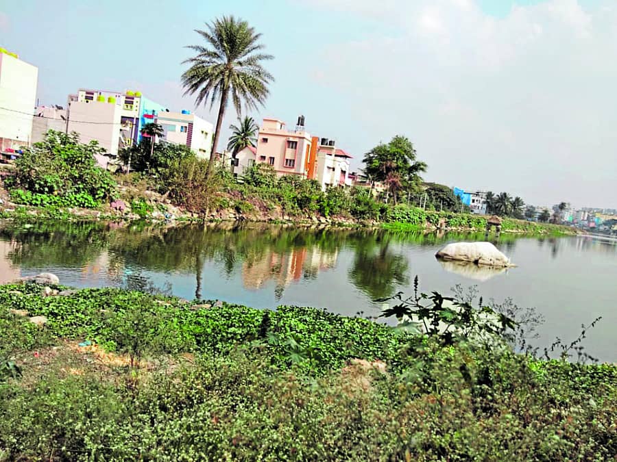 ಕೆರೆ ದಂಡೆಯ ಮೇಲೆ ಕಳೆ ಗಿಡಗಳು ಆವರಿಸಿಕೊಂಡಿರುವುದು