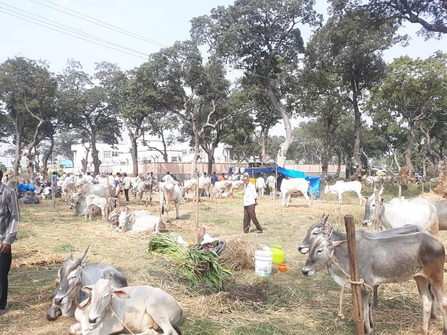 ಶಿವಗಂಗೆಯ ಜಾತ್ರೆಯಲ್ಲಿ ಸೇರಿರುವ ರಾಸುಗಳು