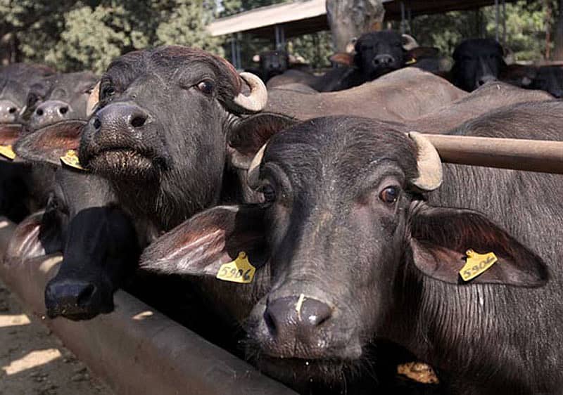 ಸಂಗ್ರಹ ಚಿತ್ರ